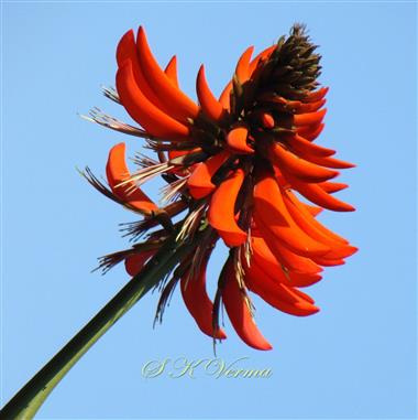  Inflorescence